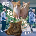 北参道の美容室kitsukiポッドキャスト「#19 5年ぶりに競技出場」エピソード画像。
