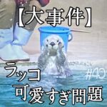 北参道の美容室kitsukiポッドキャスト「【大事件】プッコ可愛すぎ問題」ビジュアル。